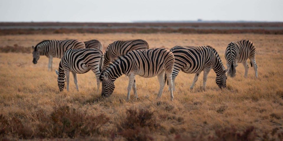 Zebra Herde in Namibia